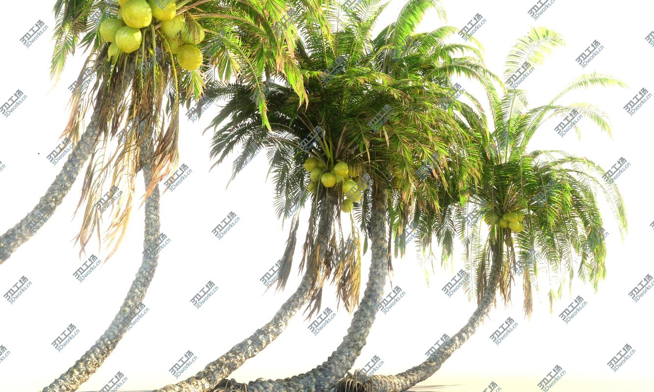 images/goods_img/202104092/Coconut Palm Animated Pack 12 3D/1.jpg